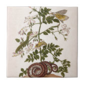 Metamorphose insectorum Surinamensium Fliese (Vorderseite)