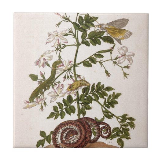 Metamorphose insectorum Surinamensium Fliese (Vorderseite)