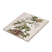 Metamorphose insectorum Surinamensium Fliese (Seite)