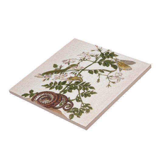 Metamorphose insectorum Surinamensium Fliese (Seite)