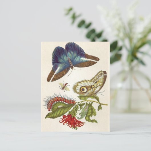 Metamorphose insectorum Surinamensium Postkarte (Stehend Vorderseite)