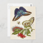 Metamorphose insectorum Surinamensium Postkarte (Vorne/Hinten)