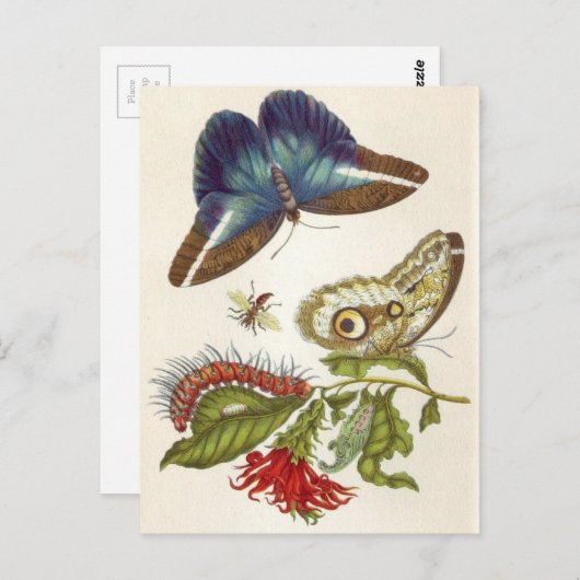Metamorphose insectorum Surinamensium Postkarte (Vorne/Hinten)