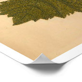 Metamorphose Insectorum Surinamensium Print Poster (Ecke)