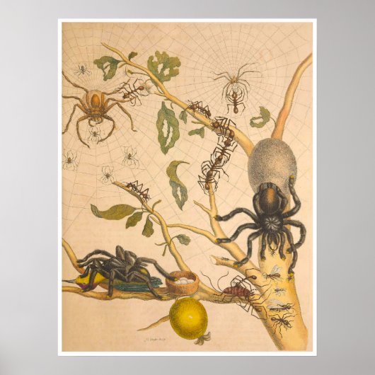 Metamorphose Insectorum Surinamensium Print Poster (Vorne)