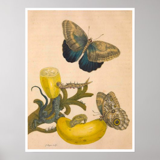 Metamorphose Insectorum Surinamensium Print Poster (Vorne)