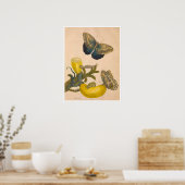 Metamorphose Insectorum Surinamensium Print Poster (Küche)