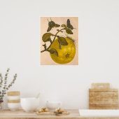 Metamorphose Insectorum Surinamensium Print Poster (Küche)