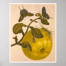 Metamorphose Insectorum Surinamensium Print Poster