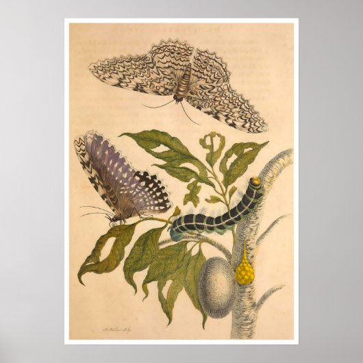 Metamorphose Insectorum Surinamensium Print Poster (Vorne)