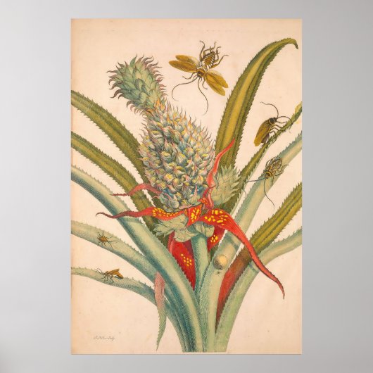 Metamorphose Insectorum Surinamensium Print Poster (Vorne)