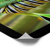 Metamorphose Poster (Ecke)