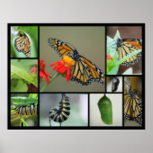 Metamorphose Poster (Vorne)