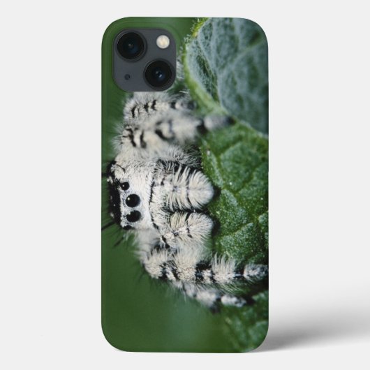 Metaphid Jumping Spider Case-Mate iPhone Hülle (Rückseite)