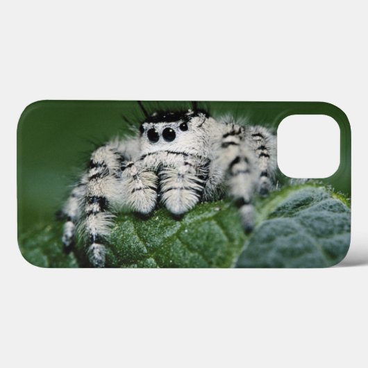 Metaphid Jumping Spider Case-Mate iPhone Hülle (Rückseite (Horizontal))