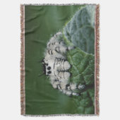 Metaphid Jumping Spider Decke (Vorderseite Vertikal)