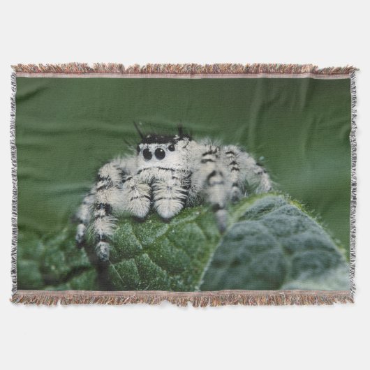 Metaphid Jumping Spider Decke (Vorderseite)