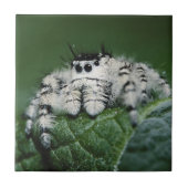 Metaphid Jumping Spider Fliese (Vorderseite)