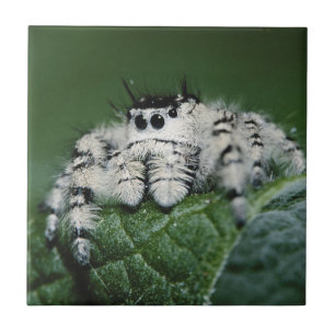 Metaphid Jumping Spider Fliese