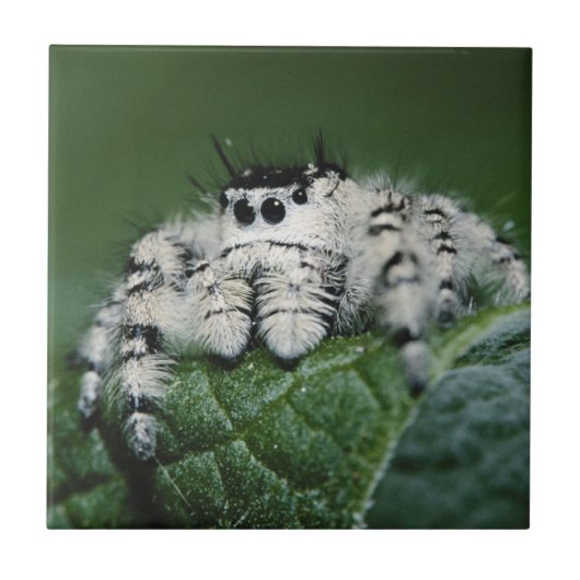 Metaphid Jumping Spider Fliese (Vorderseite)