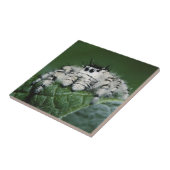 Metaphid Jumping Spider Fliese (Seite)