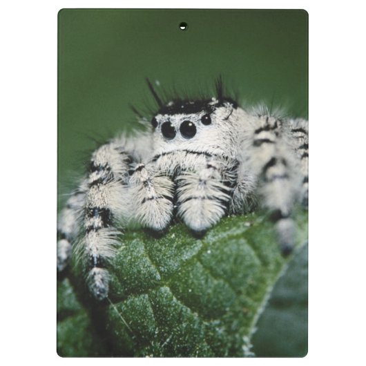 Metaphid Jumping Spider Klemmbrett (Rückseite)