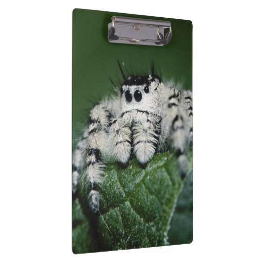 Metaphid Jumping Spider Klemmbrett (Rechts)