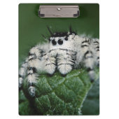 Metaphid Jumping Spider Klemmbrett (Vorderseite)