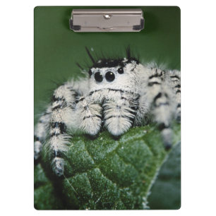 Metaphid Jumping Spider Klemmbrett
