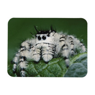 Metaphid Jumping Spider Magnet