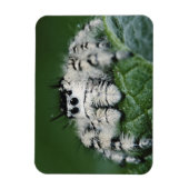 Metaphid Jumping Spider Magnet (Vertikal)