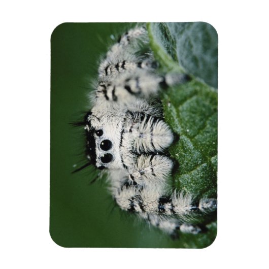 Metaphid Jumping Spider Magnet (Vertikal)
