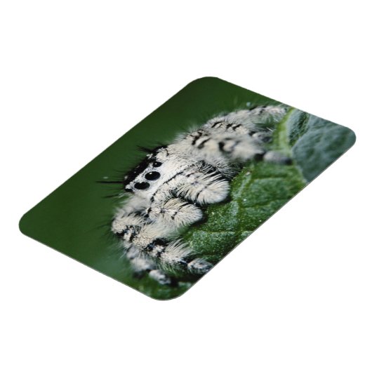 Metaphid Jumping Spider Magnet (Linke Seite)