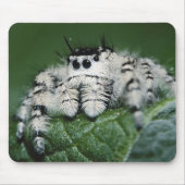 Metaphid Jumping Spider Mousepad (Vorne)