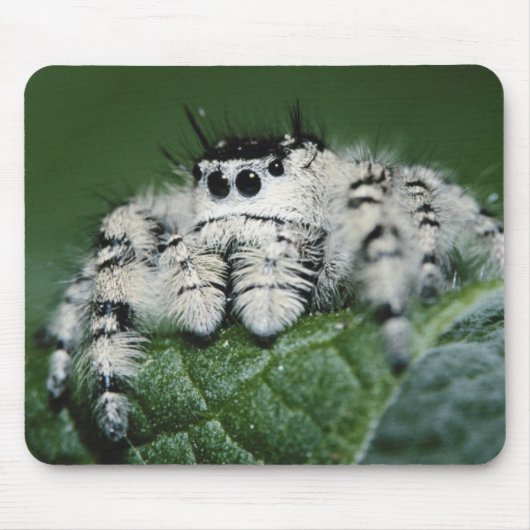 Metaphid Jumping Spider Mousepad (Vorne)