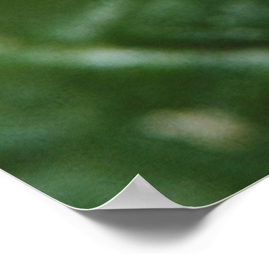 Metaphid Jumping Spider Poster (Ecke)