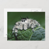 Metaphid Jumping Spider Postkarte (Vorne/Hinten)
