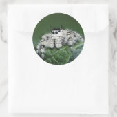 Metaphid Jumping Spider Runder Aufkleber (Tasche)