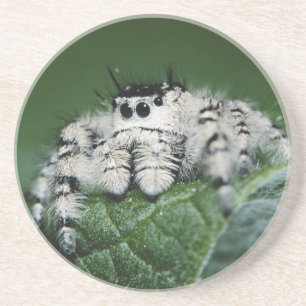 Metaphid Jumping Spider Sandstein Untersetzer