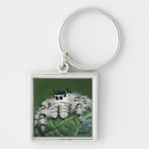 Metaphid Jumping Spider Schlüsselanhänger