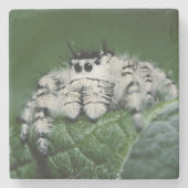 Metaphid Jumping Spider Steinuntersetzer (Vorderseite)