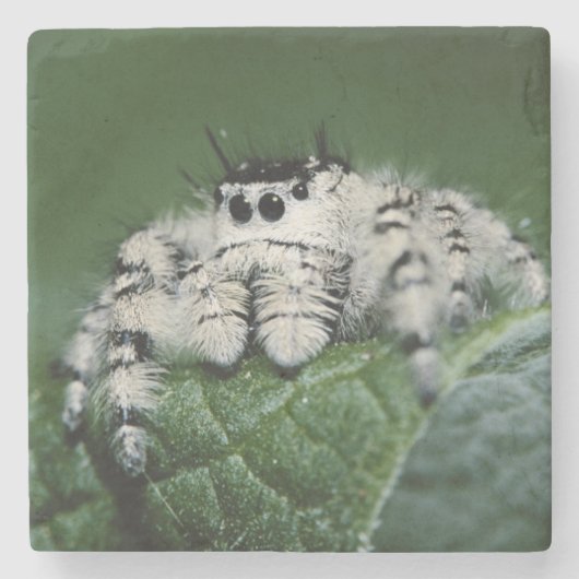 Metaphid Jumping Spider Steinuntersetzer (Vorderseite)