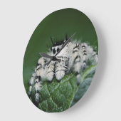 Metaphid springende Spinne Große Wanduhr (Winkel)