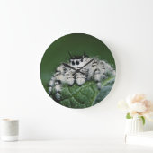 Metaphid springende Spinne Große Wanduhr (Zuhause)