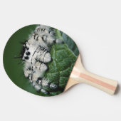 Metaphid springende Spinne Tischtennis Schläger (Seitenansicht)