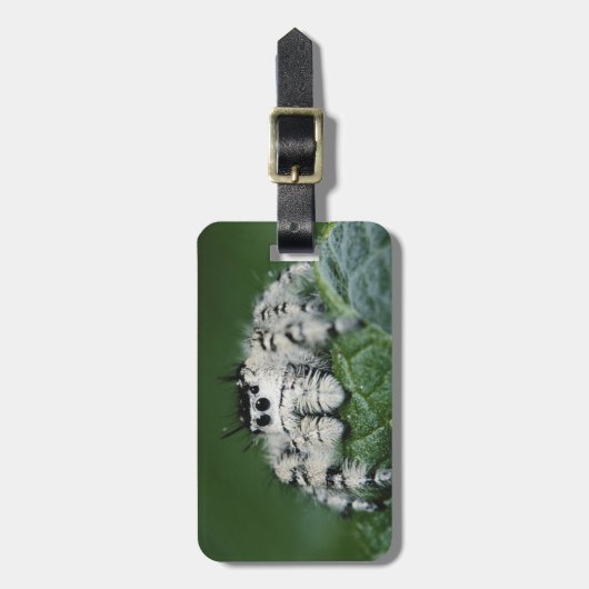 Metaphid Springspinne Gepäckanhänger (Vorderseite vertikal)