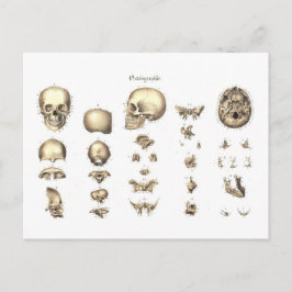 Methodische Anatomie des Schädels Postkarte
