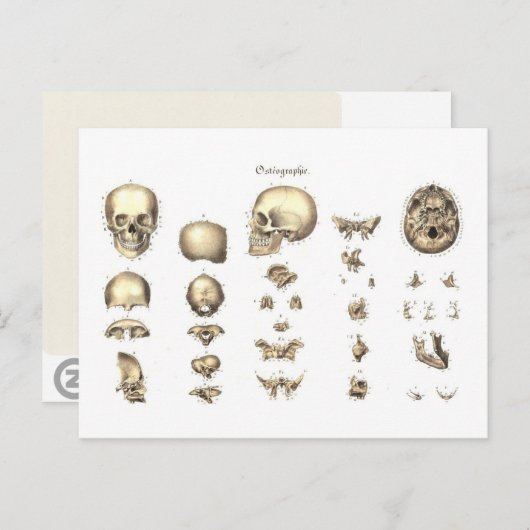 Methodische Anatomie des Schädels Postkarte (Vorne/Hinten)