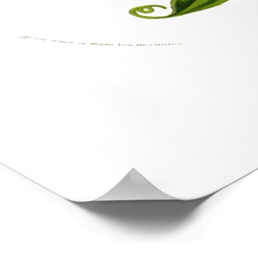 Methonica plantii (Gloriosa superba) Poster (Ecke)