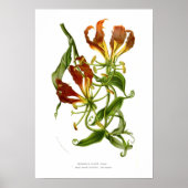 Methonica plantii (Gloriosa superba) Poster (Vorne)